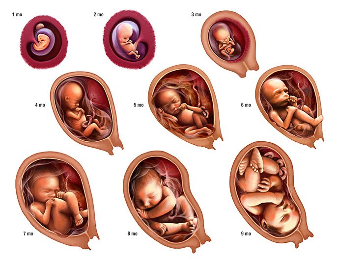 Babies In The Womb At 9 Months - 686x530 - jpeg Babies In The Womb At 9 Months
